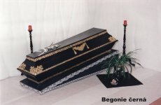 Begonie černá